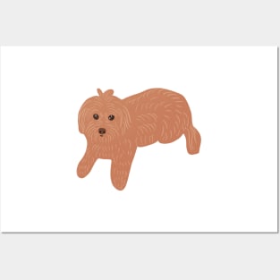 Brown Maltipoo Posters and Art